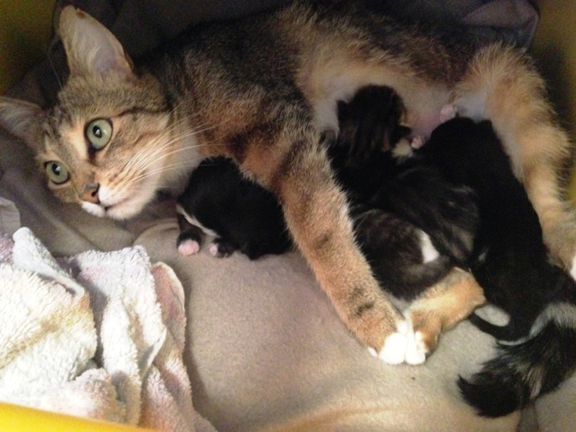 bébé chaton 1 semaine tétée famille monchatmignon.fr