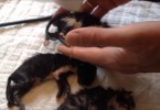 Mise bas chat en 4mn + réveil des bébés chatons !